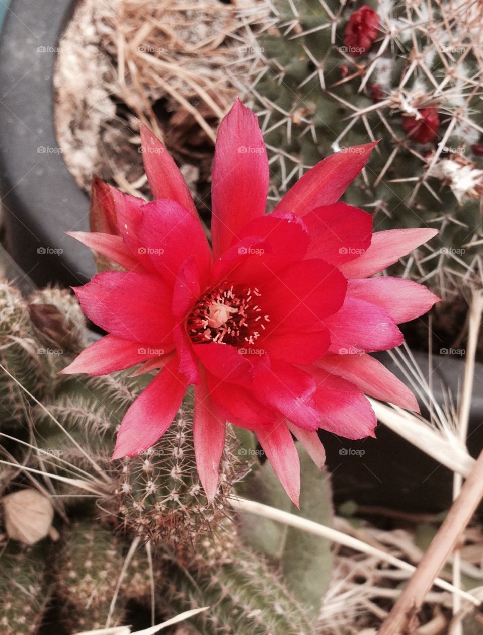 Cactus flower 