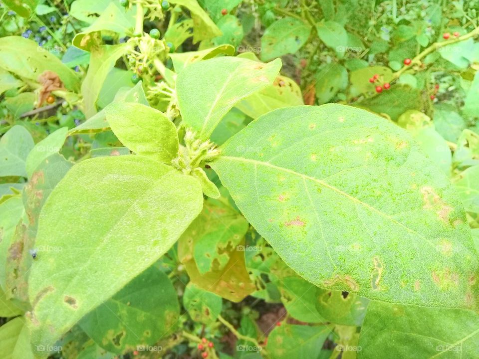 Urena lobata.This weed grows in tropical climates