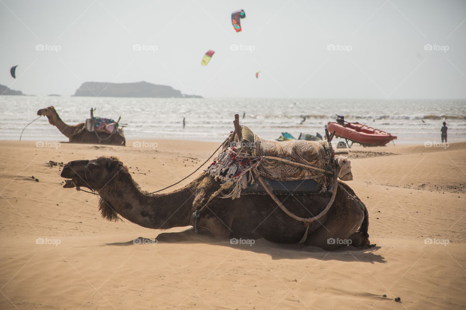 Camel on the beach