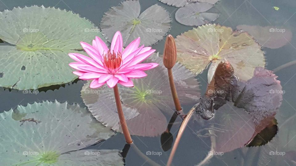 lotus blooming