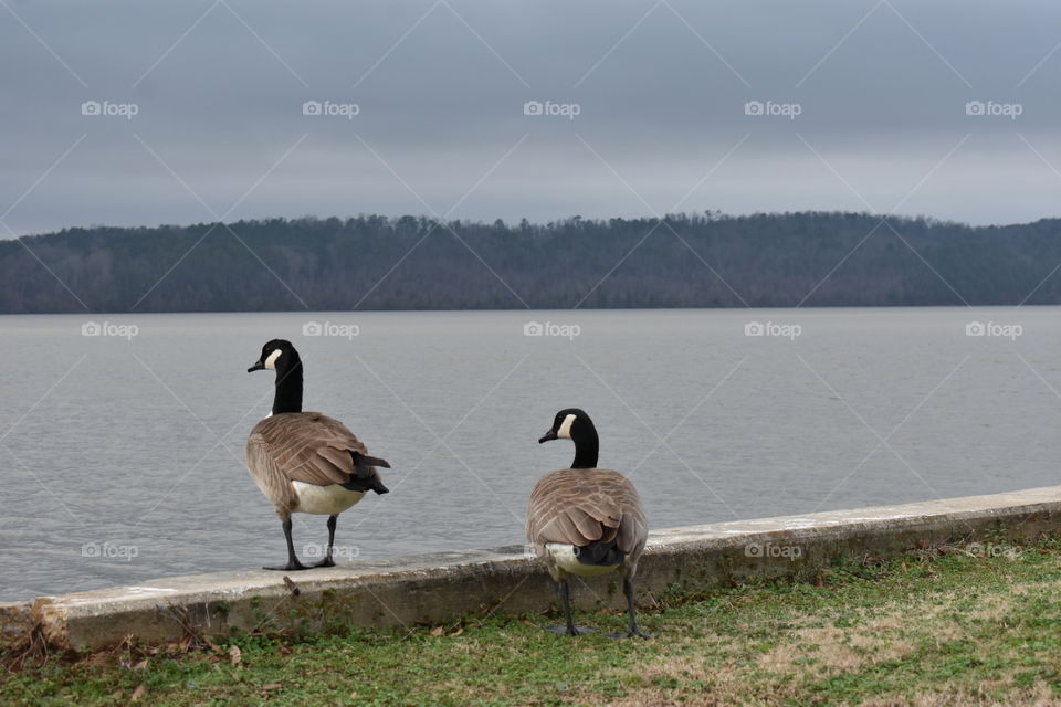 geese by the water