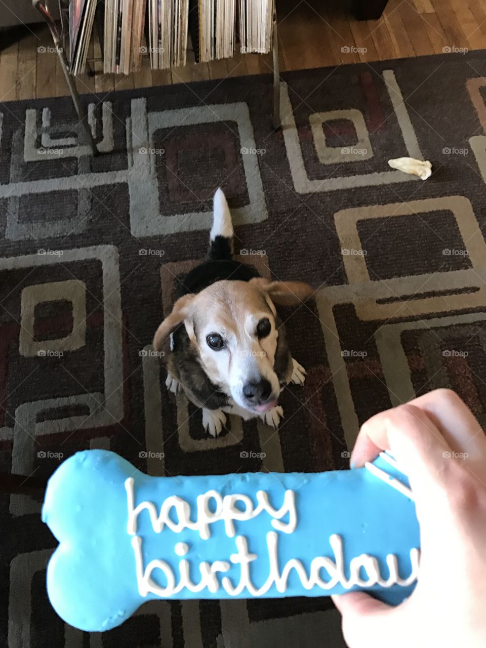 Cute old beagle birthday