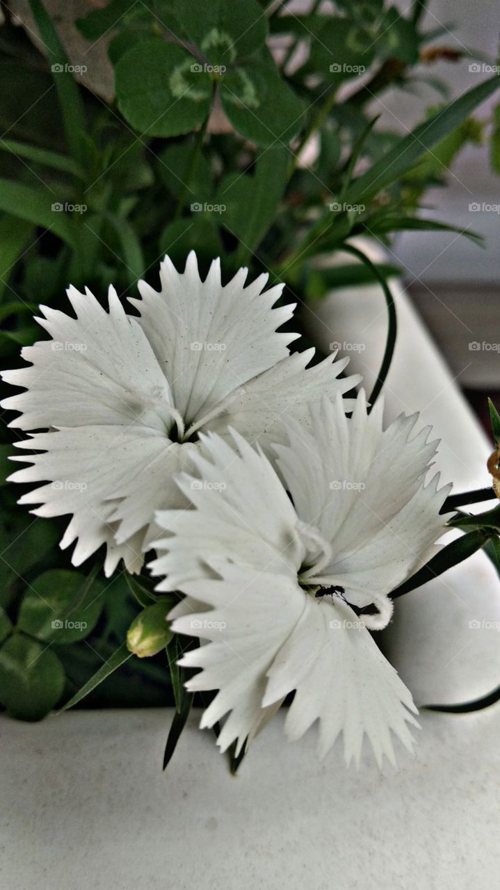 White flowers