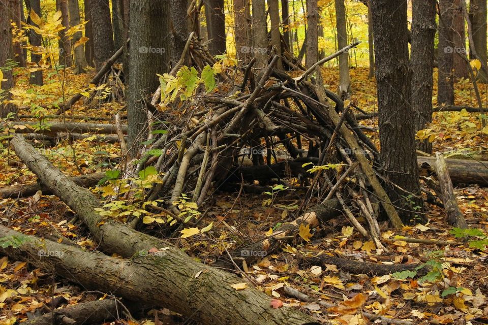 fall fort. a fort i found in the forest in the fall