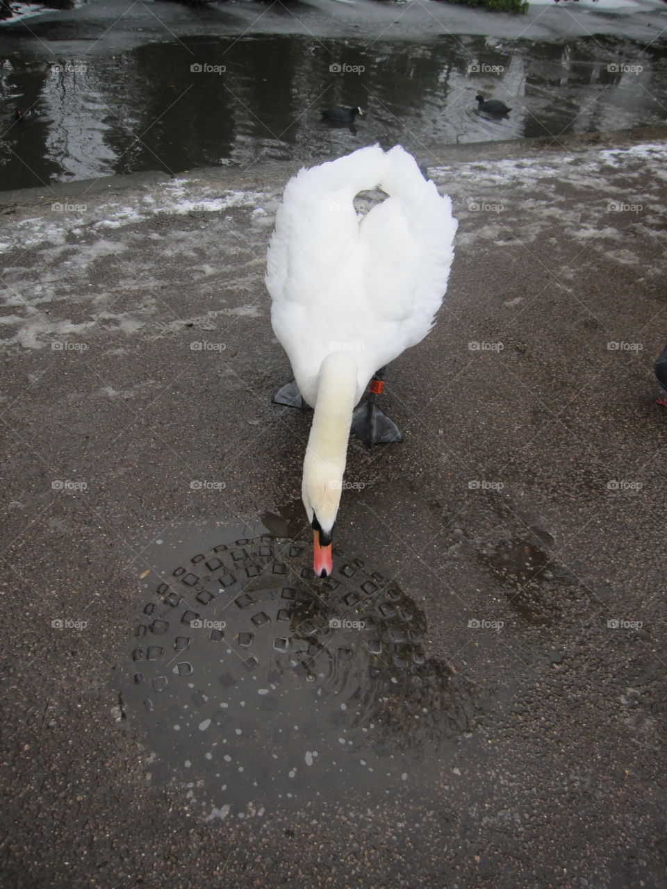 Swan Inspecting A Drain Cover