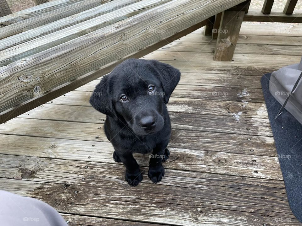 Black Lab Puppy 
