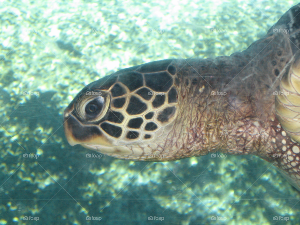 hawaii swimming turtle curious by melody