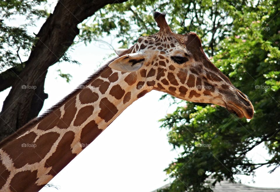 giraffe head shot near tree at Honolulu zoo 