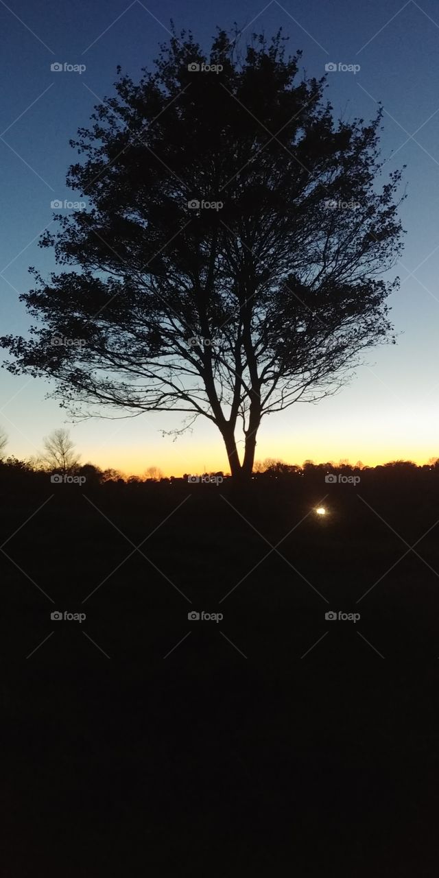 baum tree shadow abend evening sky. Himmel sun
