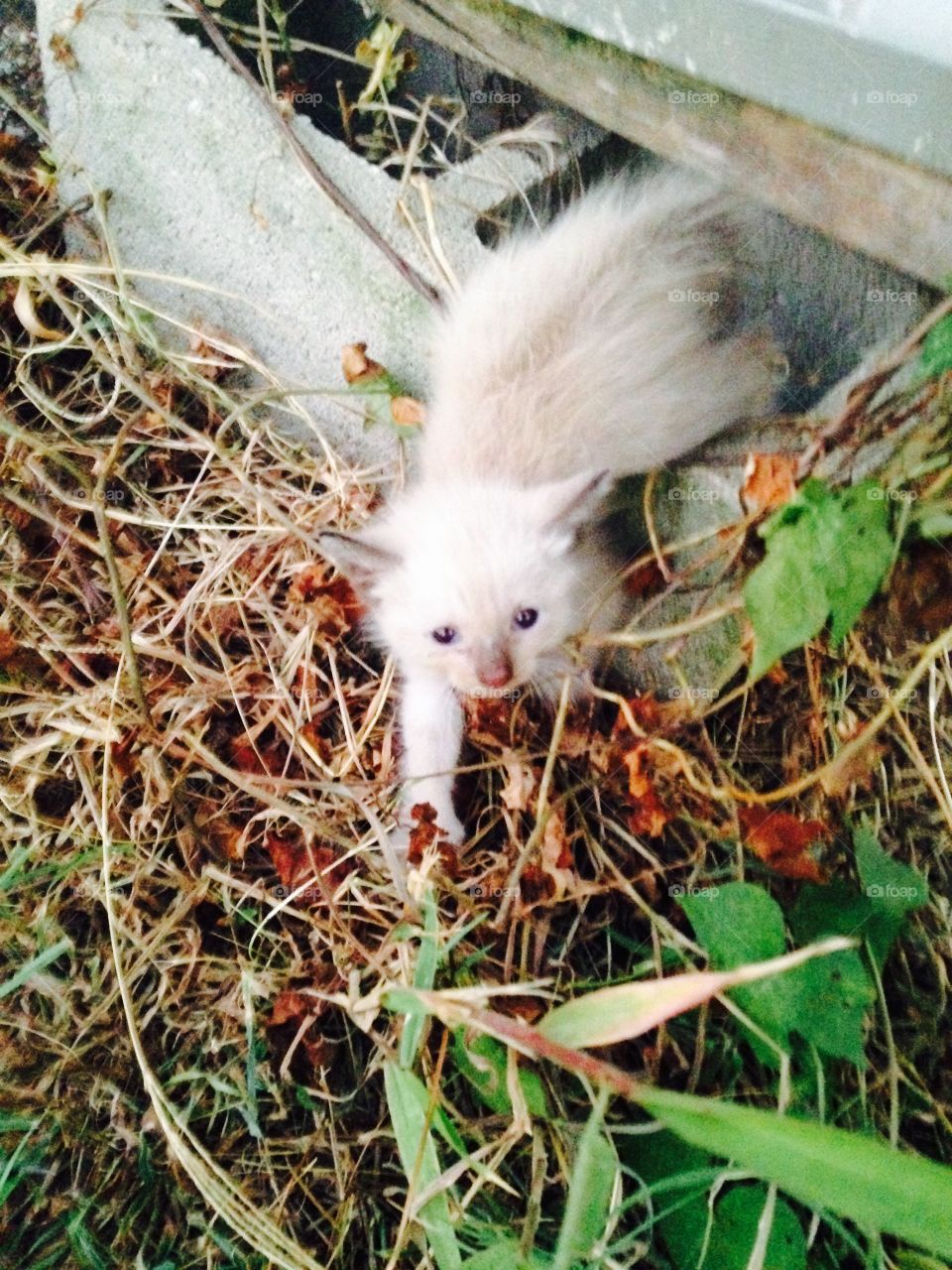 Yoda the Cat. New Kitty followed me home. 