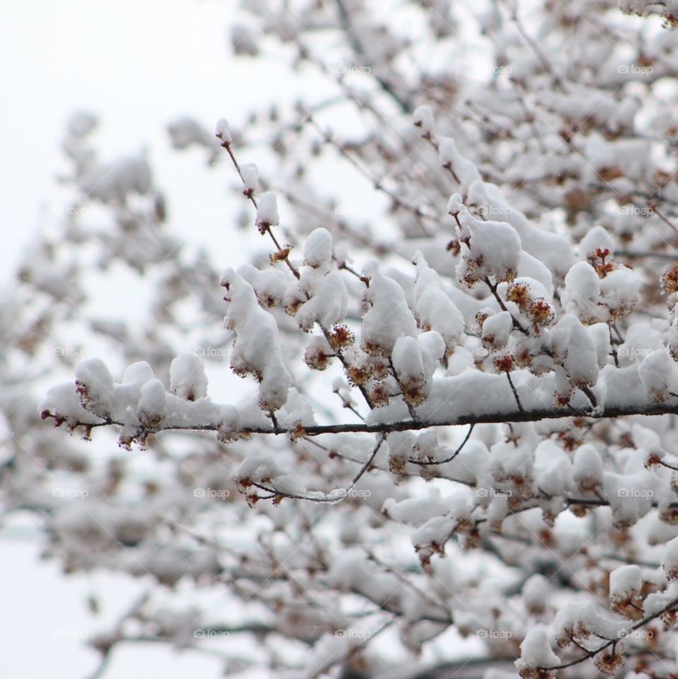 Snowed tree