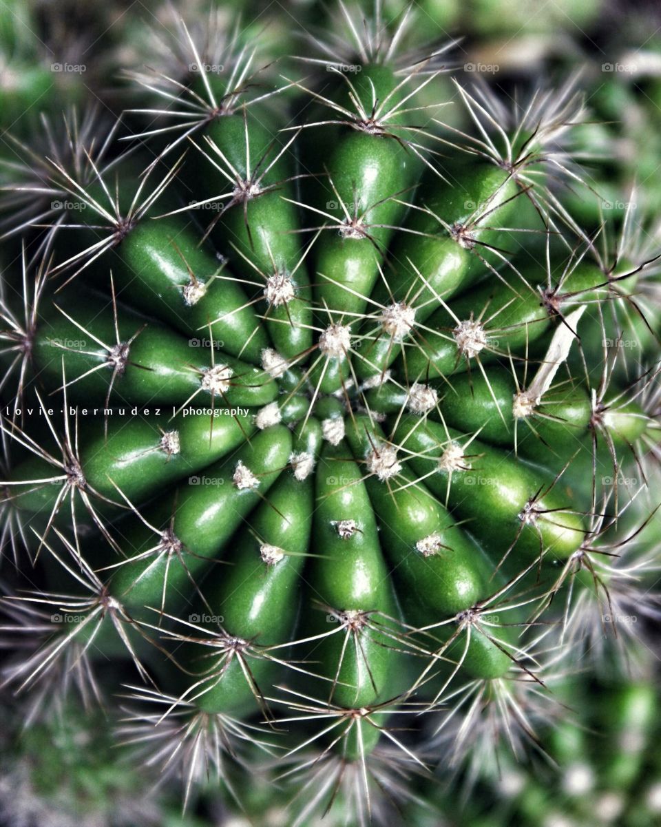 Touch me not; Cactus