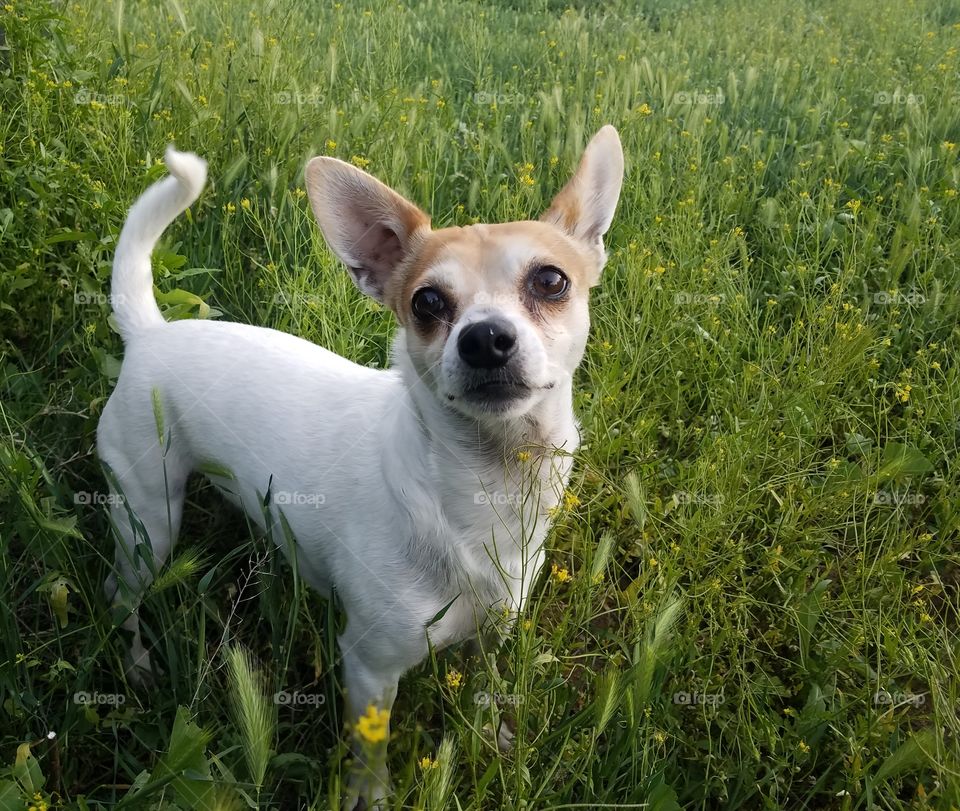 rat terrier dog in a field of green