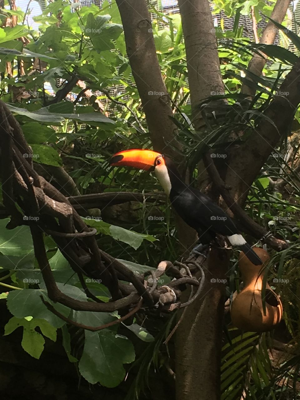Toucan wondering where to fly to next.