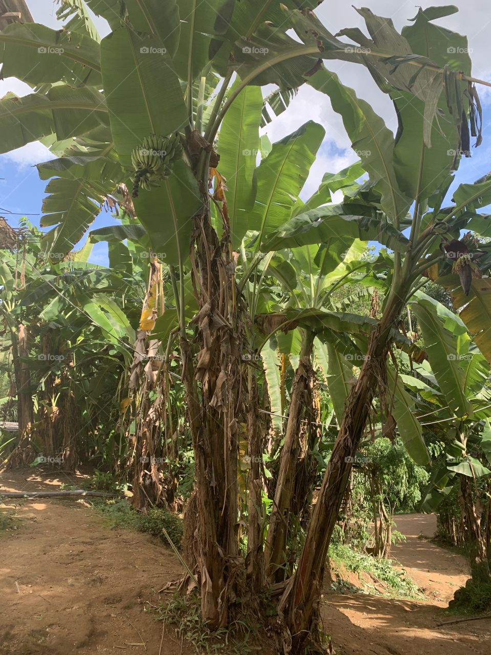 Banana trees 