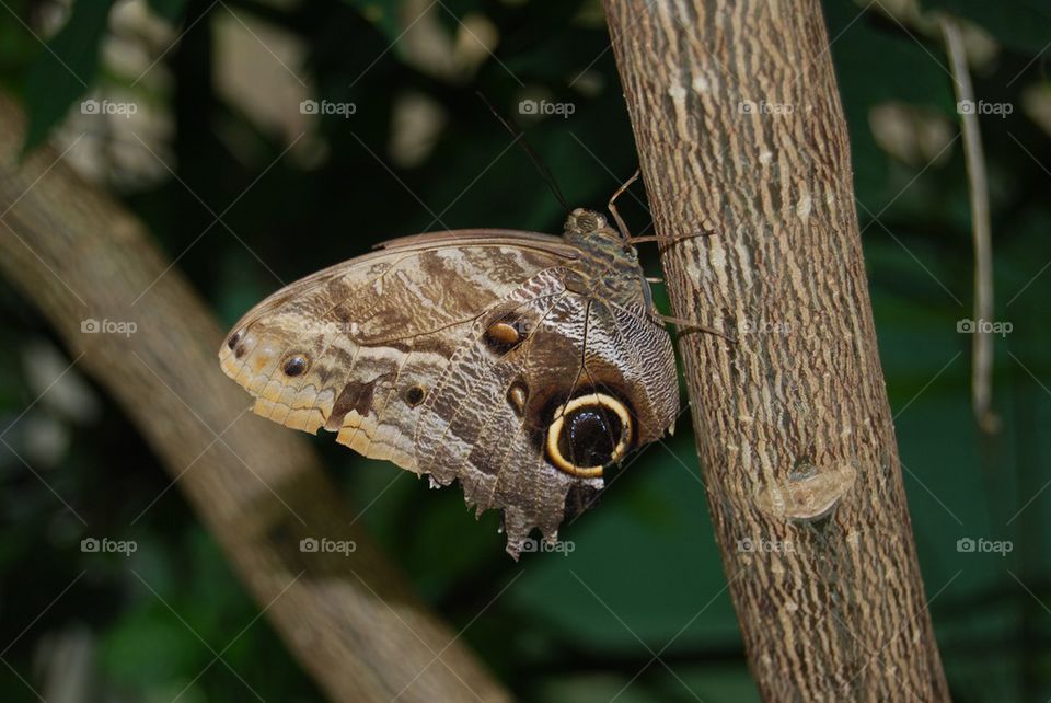 Close-up of butterfly on tree trunk