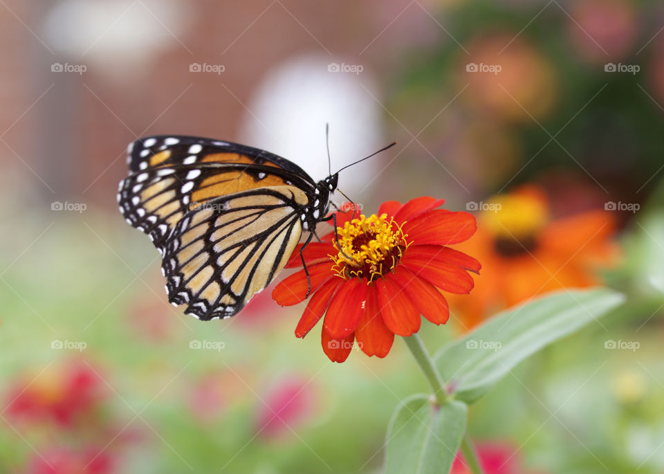 Monarch butterfly on red flower