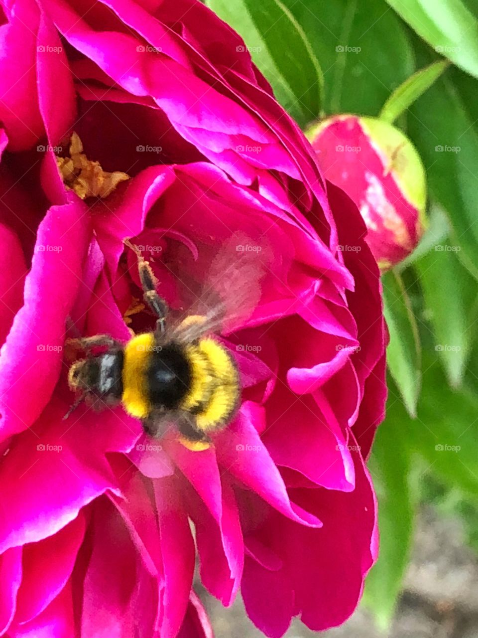 Bee on a peony