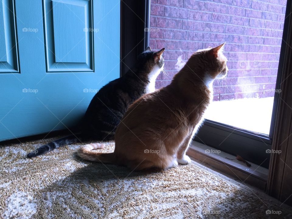 Two cats looking outside 