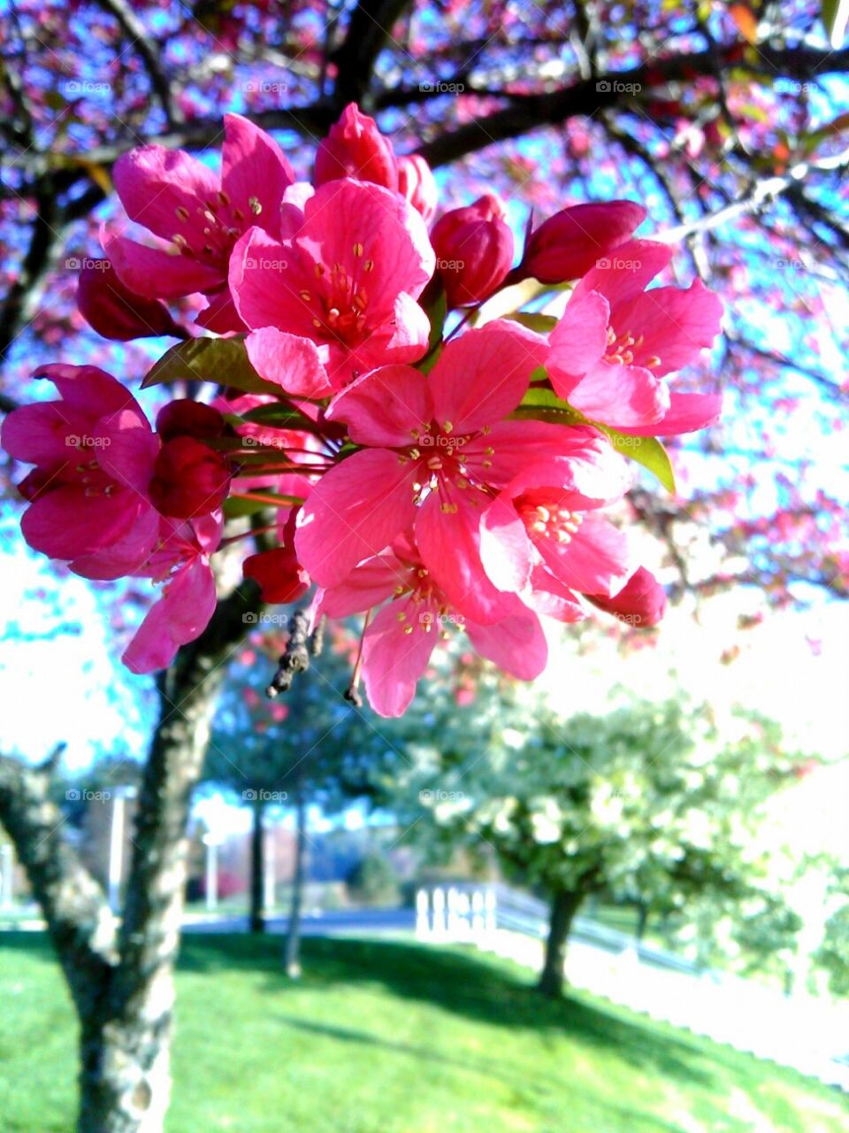 flower tree. blooms in a park