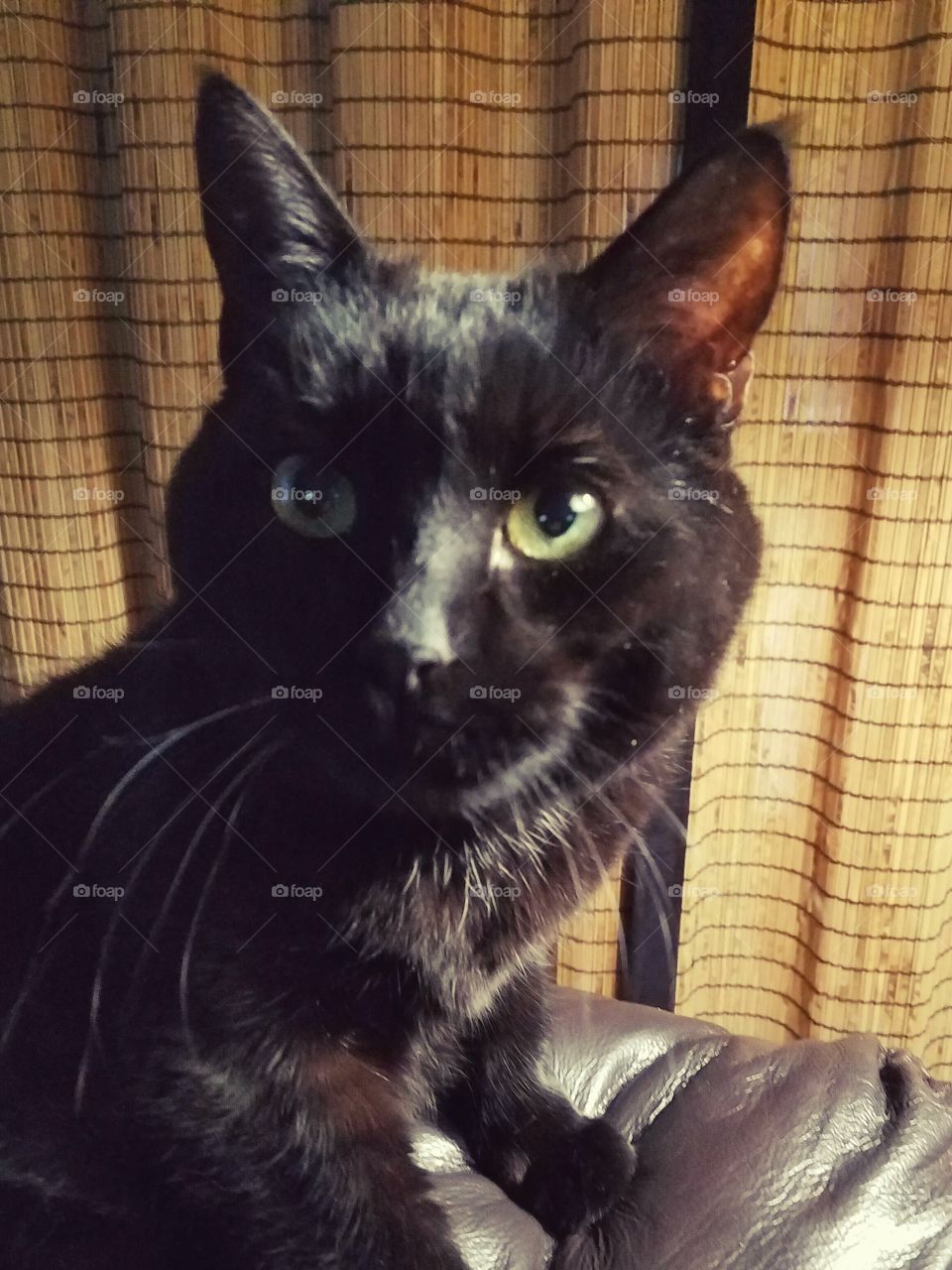 Black cat face close up, sitting on back of couch, has green eyes.