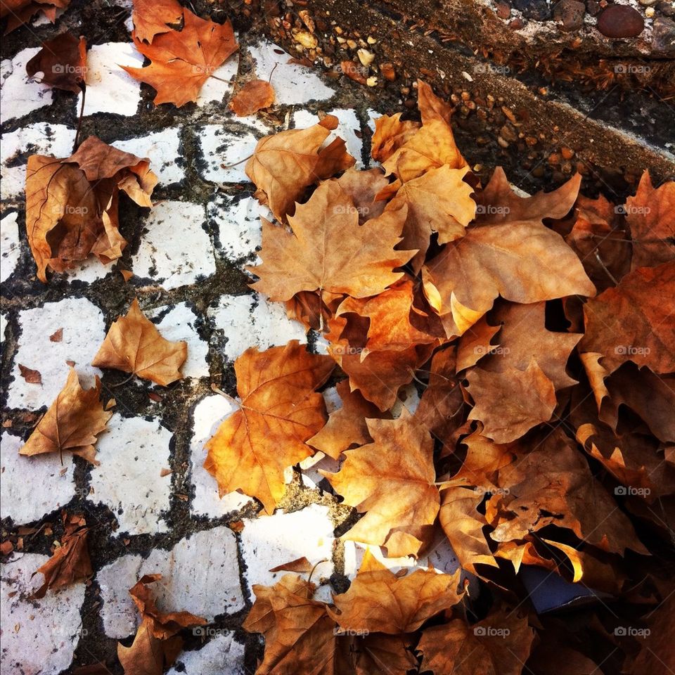 light nature tree leaves by brunosh