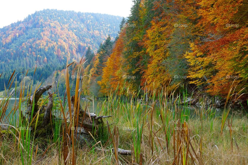 Couleurs automnales au lac de Vallon (Alpes du Nord, France)