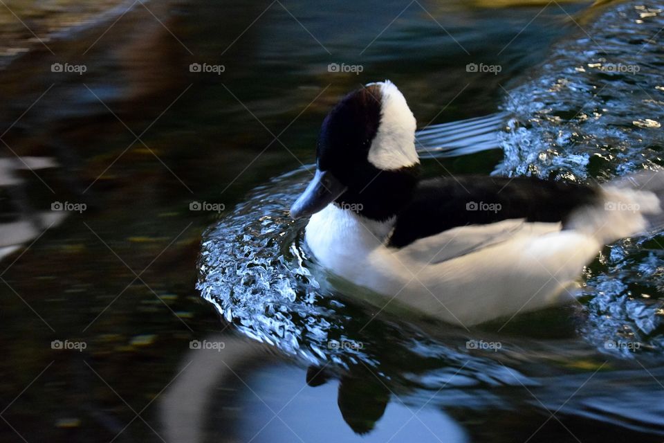 bufflehead