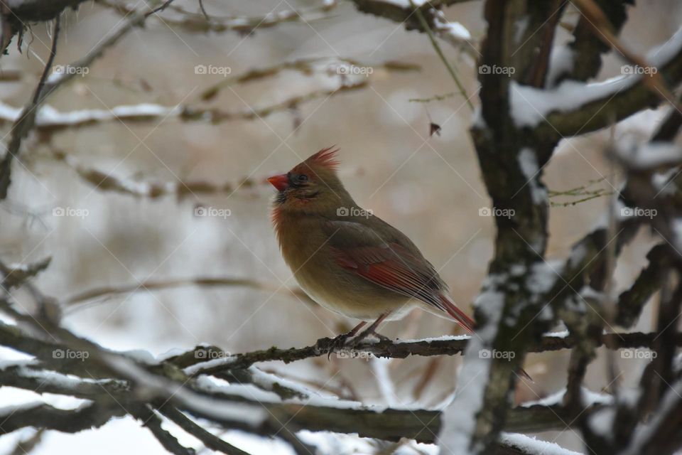 Northern Cardinal