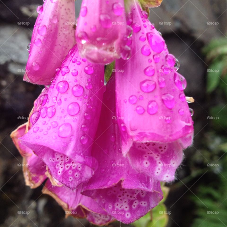 Foxglove close up. Close up if foxglove in the rain