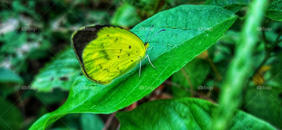 Beautiful yellow butterfly but you are prettier