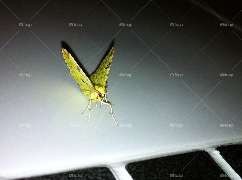 yellow macro insect animals by chris7ben