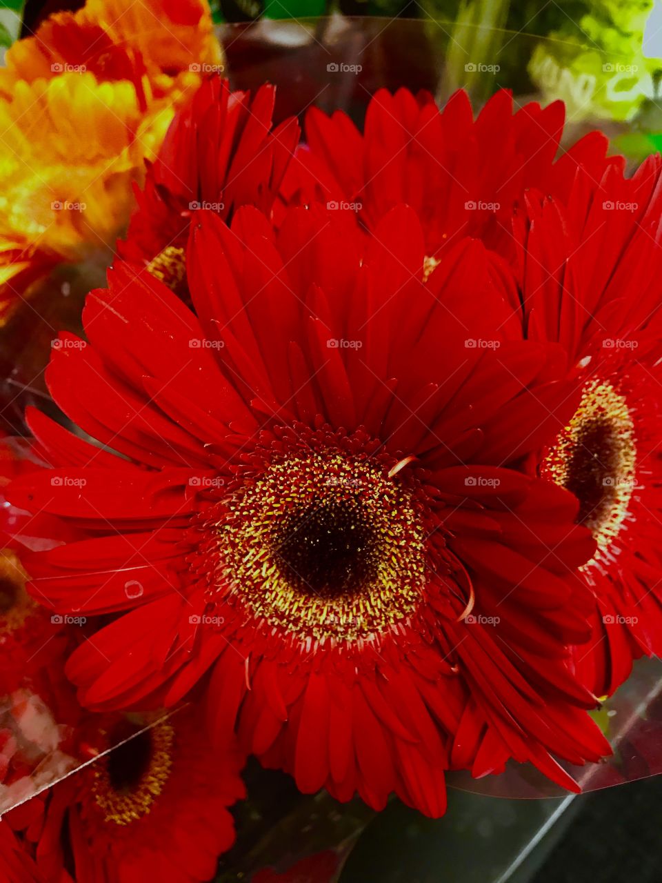 Red Chrysanthemums.