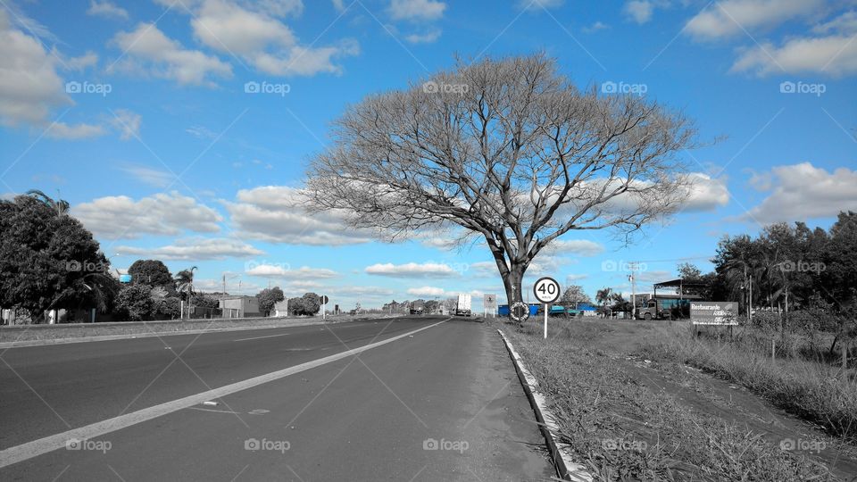 Rodovia e árvore sem folhas.