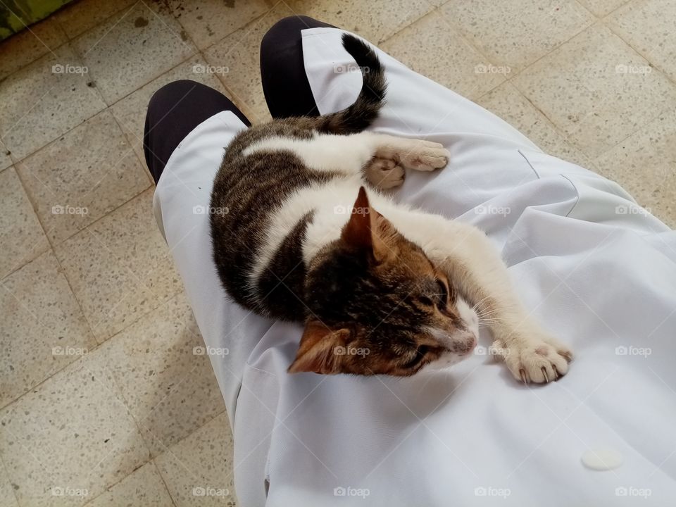 Just a few minutes this cat Will be my freindJust a few minutes this cat Will be my freind