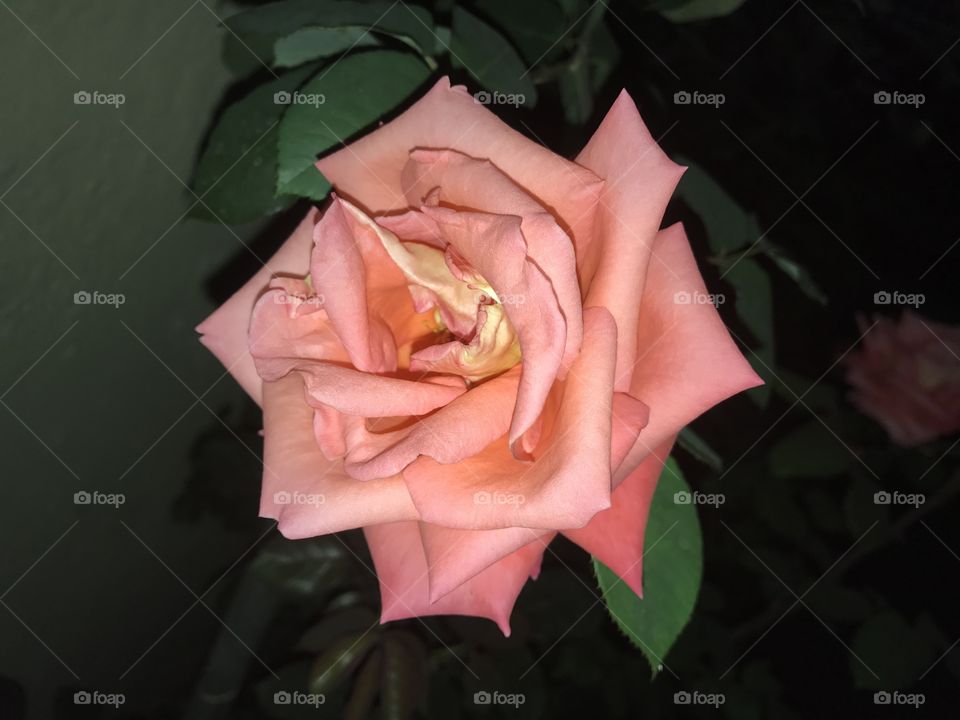 Rose in night 