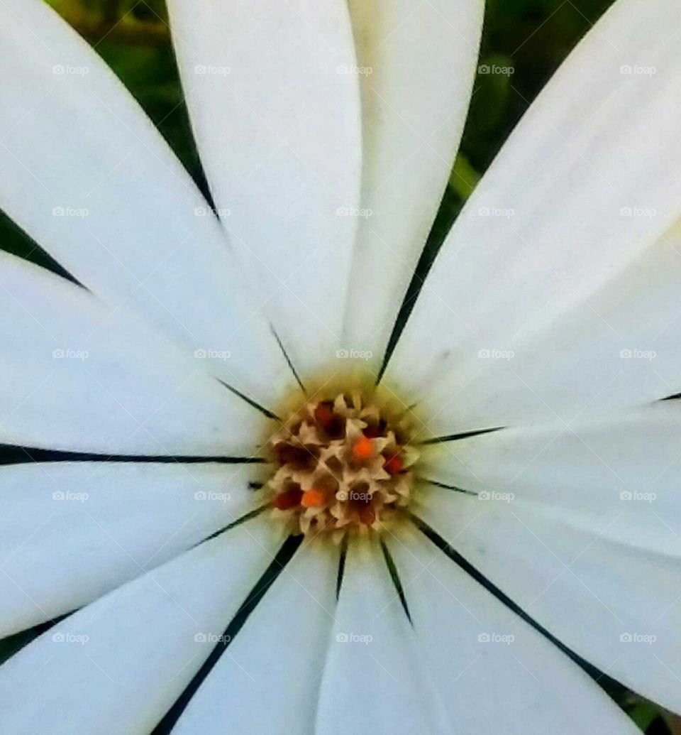 Center of White Flower Close-up