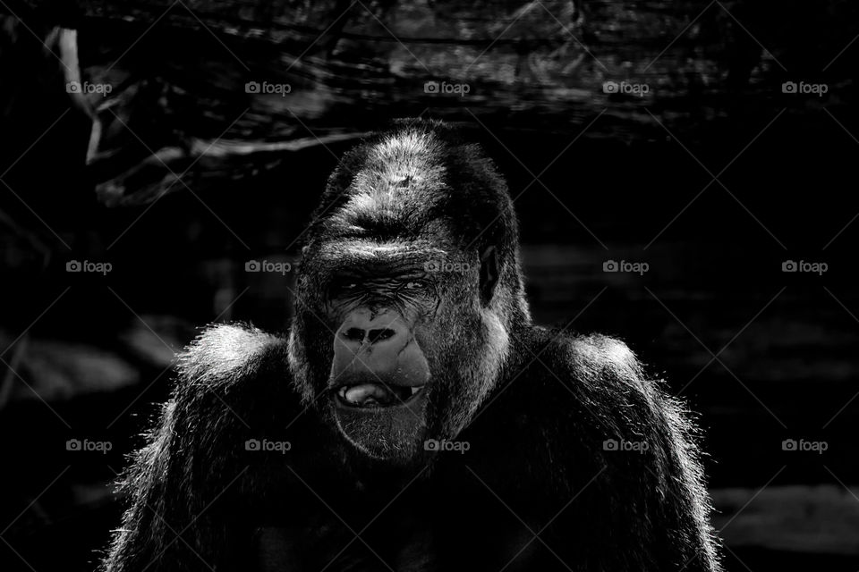 Gorilla portrait 