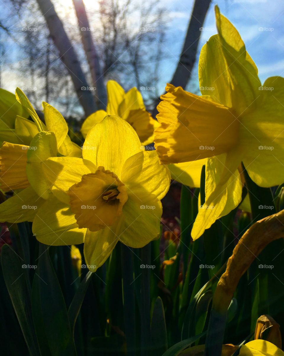 Daffodils