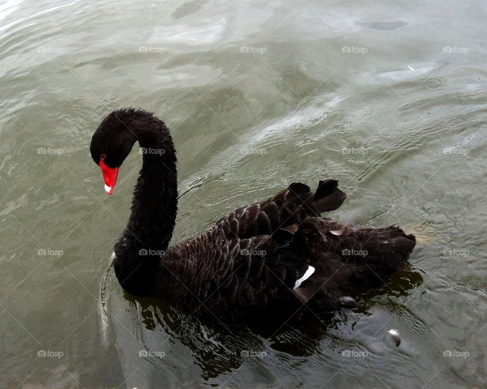 Black Swan