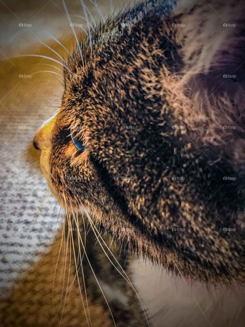 A headshot of a household cat named Bella.