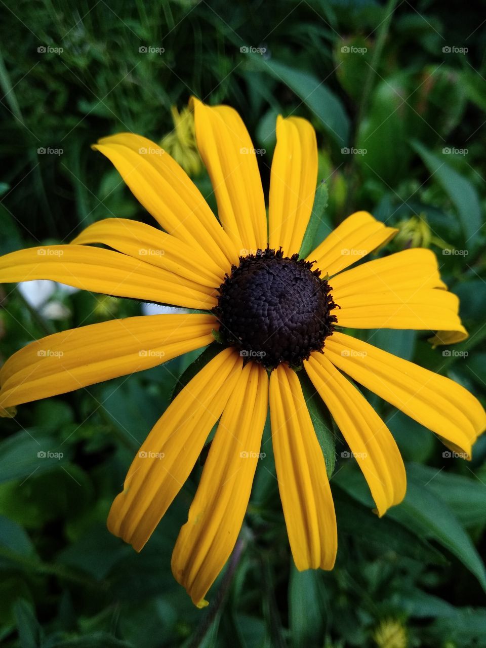 Kurpark in Bad Wildbad