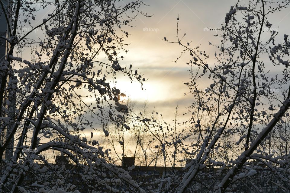 Tree, Landscape, No Person, Nature, Branch