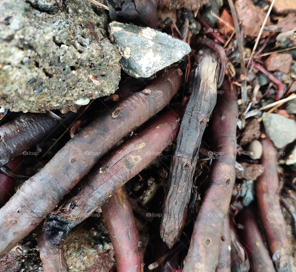 🌴🐜👁️📷
Root Of the plants
Red colour
Main Organ of Plant.
Shelter of Fauna