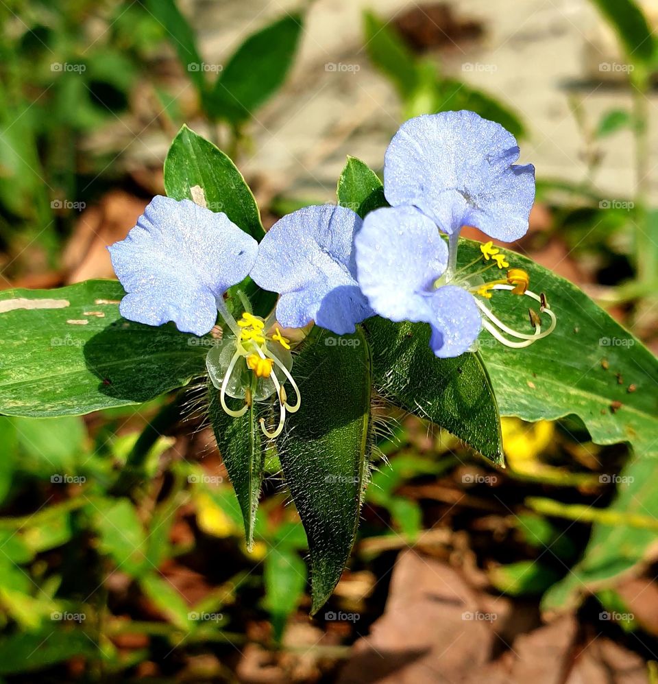 Commelina erecta wild flower, simple beautiful, so small that it can pass without being visible but beautiful