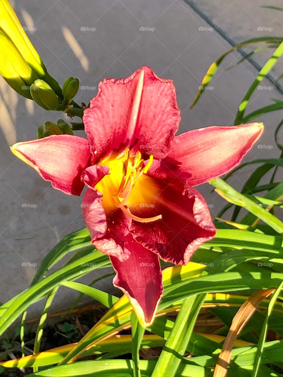 Burgundy Lilly