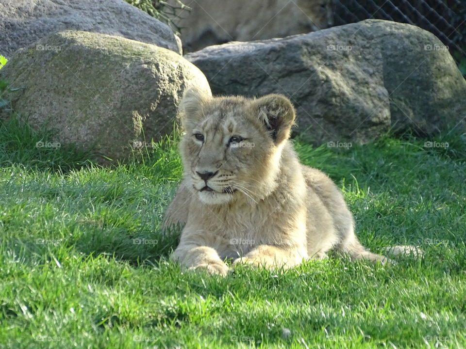 Lion Cub lading Down on the Grass