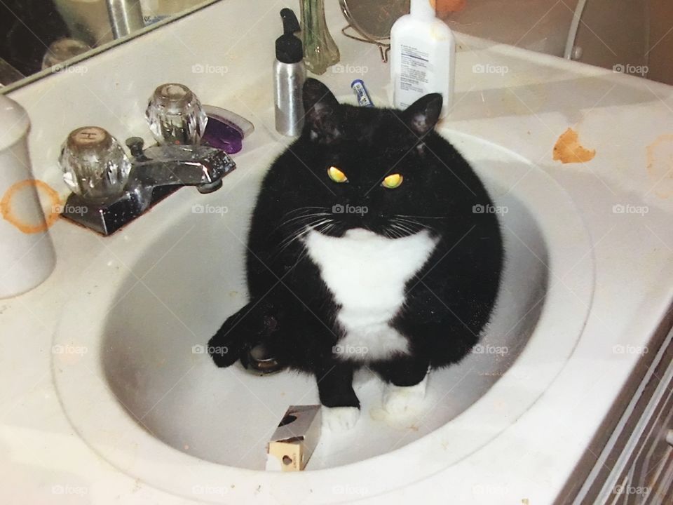 Cat in sink