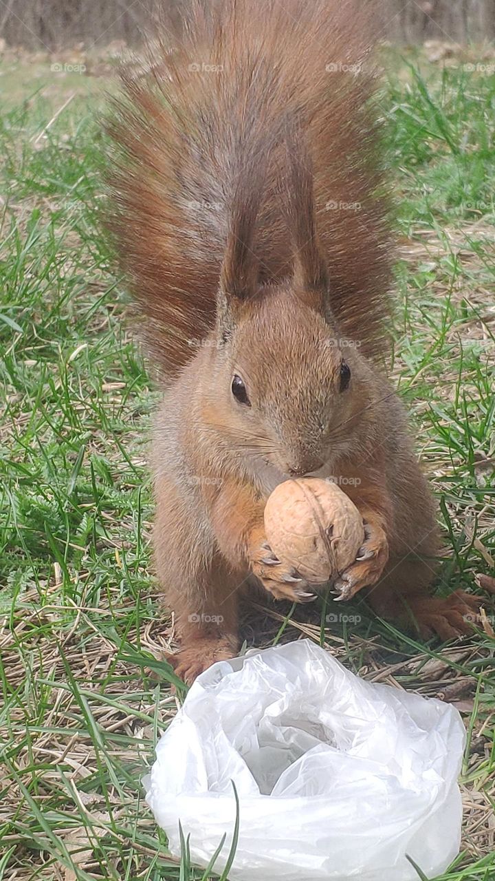 the squirrel is treated with nuts