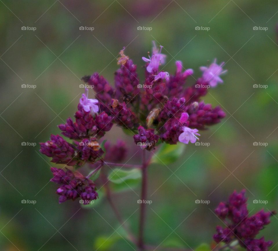 Close-up of flowers